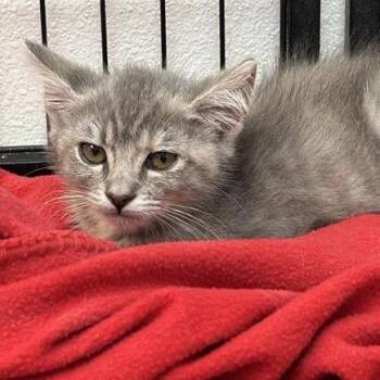 Plum -  Domestic Short Hair Cat for Adoption in Long Beach, California - Plum | PetCurious
