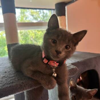 Willow 2026 Kitten -  Domestic Short Hair Cat for Adoption - Willow 2026 Kitten | PetCurious