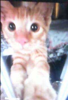 BANKSTON -  Domestic Short Hair Cat for Adoption - BANKSTON | PetCurious