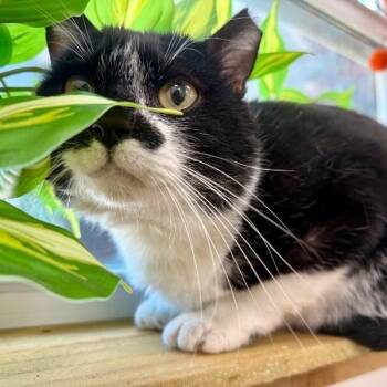 Diego the Plushy Philosopher -  Tuxedo and Domestic Short Hair Cat for Adoption in Friendswood, Texas - Diego The Plushy Philosopher | PetCurious
