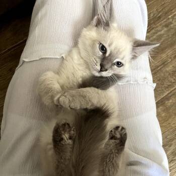 Periwinkle -  Domestic Short Hair Cat for Adoption in Yuma, Arizona - Periwinkle | PetCurious