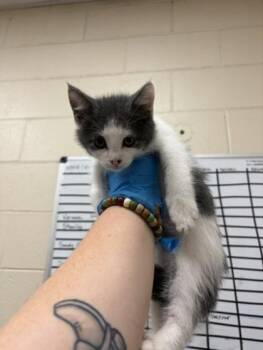 Domestic Short Hair Cats Available for Adoption in Westland, Michigan - Mothra | PetCurious