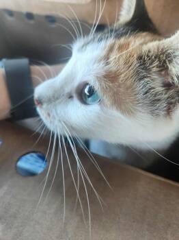 Rescue Domestic Short Hair Cats for Adoption in Powdersville, South Carolina - Carmella (AG) | PetCurious