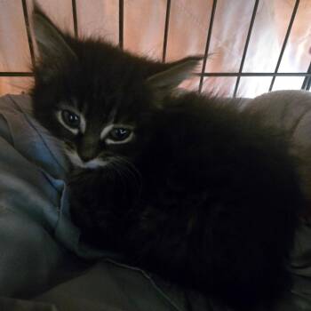 Becker -  Domestic Long Hair Cat for Adoption in Belfair, Washington - Becker | PetCurious