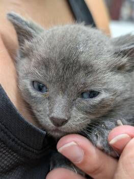 Domestic Short Hair Cats Available for Adoption - Sleepy | PetCurious