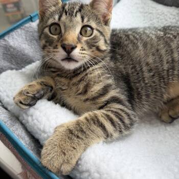 Twix -  Domestic Short Hair Cat Available for Adoption in Absecon, New Jersey - Twix | PetCurious