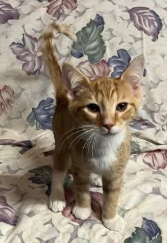 Rescue Domestic Short Hair Cats for Adoption in Avonmore, Pennsylvania - Todd | PetCurious