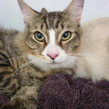 Porkchop -  Domestic Long Hair Cat for Adoption in Desert Hot Springs, California - Porkchop | PetCurious