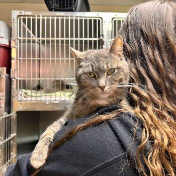 Domestic Short Hair Cats Available for Adoption in Myerstown, Pennsylvania - Harriet | PetCurious