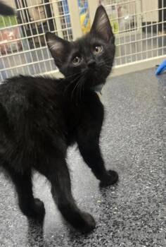 Roma -  Domestic Short Hair Cat for Adoption in Roseville, California - Roma | PetCurious