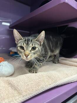 OPHELIA* -  Domestic Short Hair Cat for Adoption in Santa Cruz, California - OPHELIA* | PetCurious