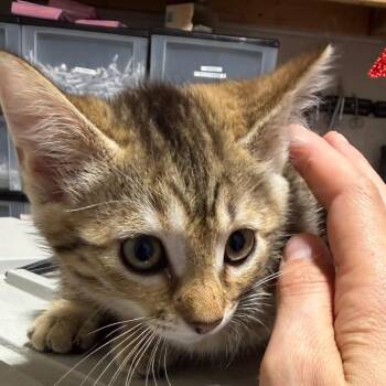 Sebastian -  Domestic Short Hair Cat Available for Adoption in Milton, Florida - Sebastian | PetCurious