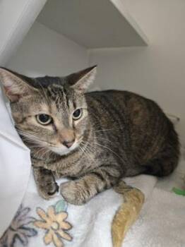 Biscuit -  Domestic Short Hair Cat for Adoption in Savannah, Georgia - Biscuit | PetCurious