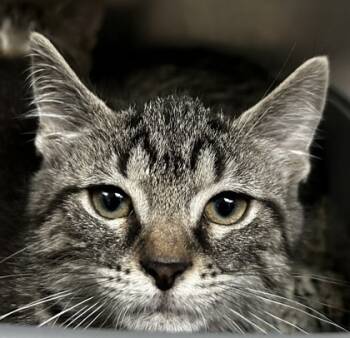 Rescue Domestic Short Hair Cats for Adoption in Spartanburg, South Carolina - Kit Kat | PetCurious