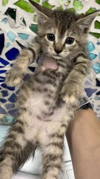 IDA -  Domestic Short Hair Cat for Adoption in Pensacola, Florida - IDA | PetCurious