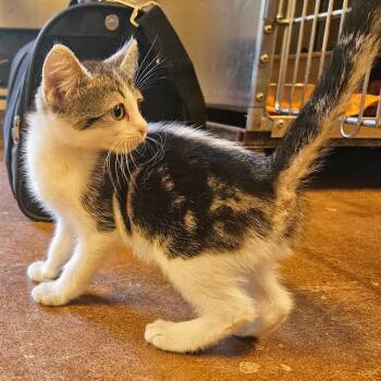 Pocus -  Domestic Short Hair Cat for Adoption in Clarksville, Arkansas - Pocus | PetCurious