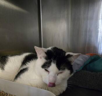 Domestic Short Hair Cats Available for Adoption in Windsor, Connecticut - Zorro Toro | PetCurious