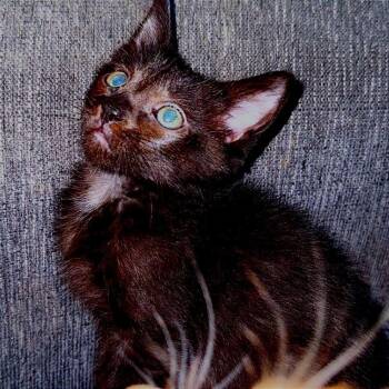 Panther -  Domestic Short Hair Cat for Adoption in Huntsville, Alabama - Panther | PetCurious