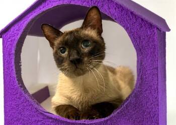 RHAENYRA -  Siamese and Domestic Short Hair Cat for Adoption in Fort Lauderdale, Florida - RHAENYRA | PetCurious