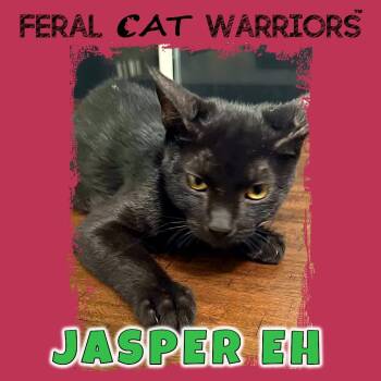 Rescue Domestic Short Hair Cats for Adoption in Kingman, Arizona - Jasper EH | PetCurious