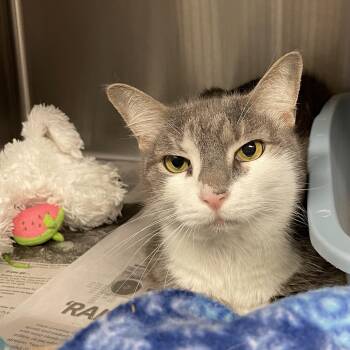 Max -  American Shorthair Cat for Adoption in North Kingstown, Rhode Island - Max | PetCurious