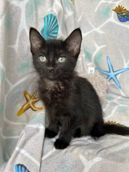 Domestic Short Hair Cats Available for Adoption - Shelly | PetCurious