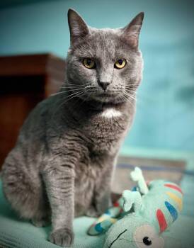 Rescue Domestic Short Hair Cats for Adoption in Fort Worth, Texas - Falcon Decatur (Lord Earl Grey) | PetCurious