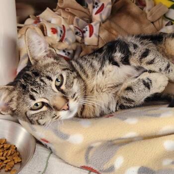 Gregorny -  Domestic Short Hair Cat for Adoption in Walker, Michigan - Gregorny | PetCurious