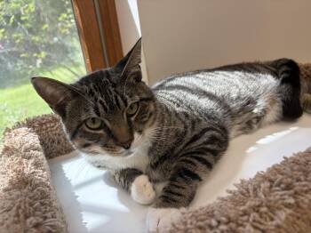 Monty -  Domestic Short Hair Cat for Adoption in Peconic, New York - Monty | PetCurious