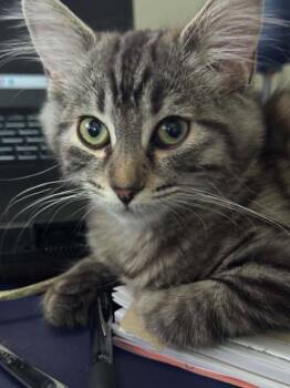 Sally -  Tabby Cat for Adoption in Ottawa, Ontario - Sally | PetCurious