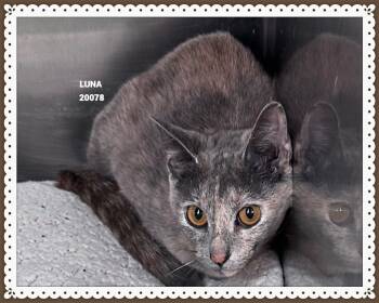 LUNA -  Domestic Short Hair Cat for Adoption in Marietta, Georgia - LUNA | PetCurious
