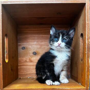 Rescue Calico Cats for Adoption in Lawrenceville, Georgia - Sally | PetCurious