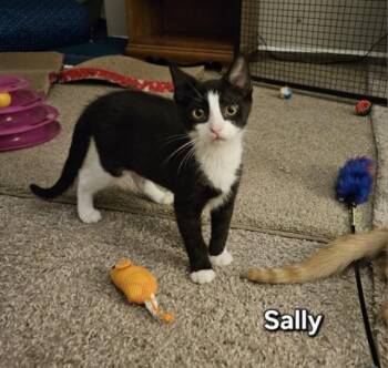 Sally -  Tuxedo Cat for Adoption in Avondale, Pennsylvania - Sally | PetCurious