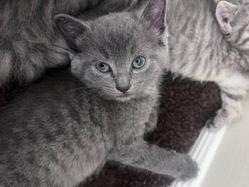 Peony -  Domestic Short Hair Cat for Adoption in Cornwall, Ontario - Peony | PetCurious