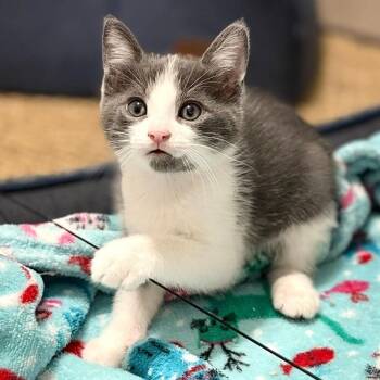 Domestic Short Hair Cats Available for Adoption in San Tan Valley, Arizona - Malachite | PetCurious