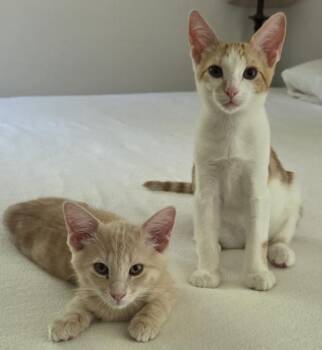 Rescue Domestic Short Hair Cats for Adoption in Kenosha, Wisconsin - CADE & BECKETT | PetCurious