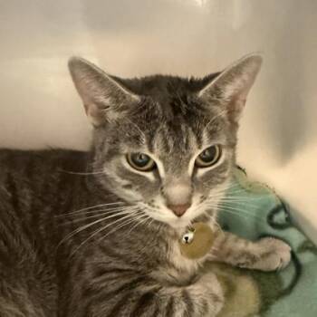 Domestic Short Hair Cats Available for Adoption in Lansing, Michigan - Iris | PetCurious