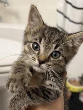 THUMBELINA -  Domestic Short Hair Cat for Adoption in Louisville, Kentucky - THUMBELINA | PetCurious