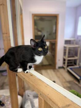 Domestic Short Hair Cats Available for Adoption in Peru, New York - Sammy | PetCurious