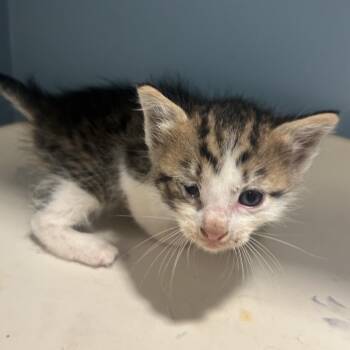Easton -  Domestic Short Hair Cat for Adoption in Chattanooga, Tennessee - Easton | PetCurious