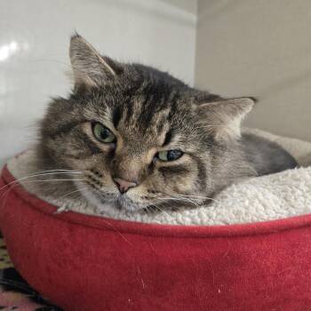 Domestic Long Hair Cats Available for Adoption in Tawas City, Michigan - Theodore - #613 | PetCurious
