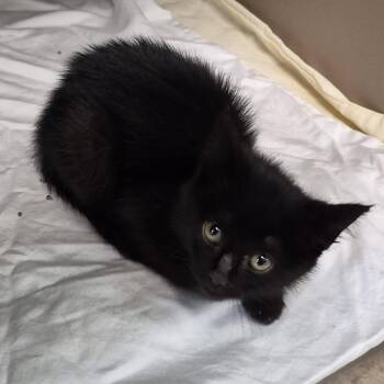 Ethel Caine -  Domestic Short Hair Cat for Adoption in Hattiesburg, Mississippi - Ethel Caine | PetCurious