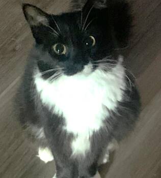 Ophelia -  Domestic Long Hair and Maine Coon Cat for Adoption in East Brunswick, New Jersey - Ophelia | PetCurious
