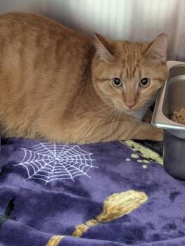 Domestic Short Hair Cats Available for Adoption in Logan, Utah - Ron | PetCurious