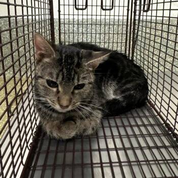 Baby Lucky -  Domestic Short Hair Cat for Adoption in San Gabriel, California - Baby Lucky | PetCurious