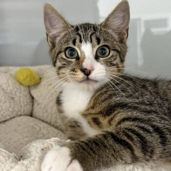 Frazzle -  Domestic Short Hair Cat for Adoption in Ridgely, Maryland - Frazzle | PetCurious