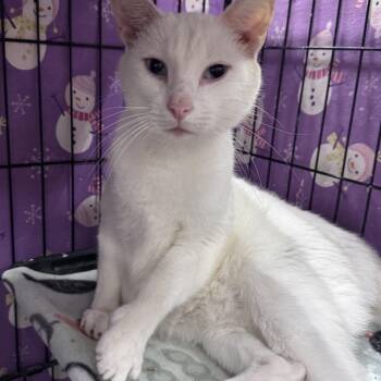Jupiter -  Domestic Short Hair Cat for Adoption in Mokena, Illinois - Jupiter | PetCurious