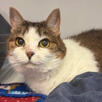 Delilah -  Domestic Short Hair Cat for Adoption in Peoria, Illinois - Delilah | PetCurious