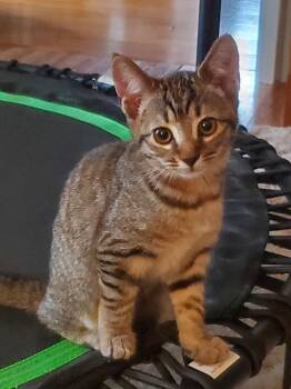 Rescue Domestic Short Hair Cats for Adoption in Greenville, South Carolina - Poppy RA | PetCurious