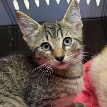 Brown -  Domestic Short Hair Cat for Adoption in Auburn, Alabama - Brown | PetCurious